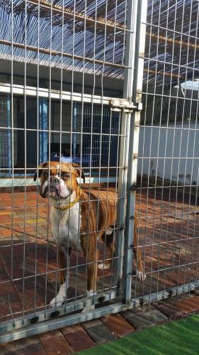 פנסיון כלבים